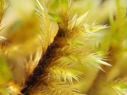 Attēlu rezultāti vaicājumam “Tomentypnum nitens”