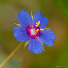 Image result for Anagallis arvensis