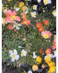 Image result for Alpenmohn