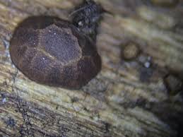 Attēlu rezultāti vaicājumam “Licea castanea macro”