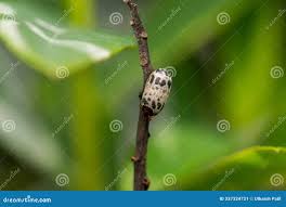 Attēlu rezultāti vaicājumam “Ichneumonidae cocoon”