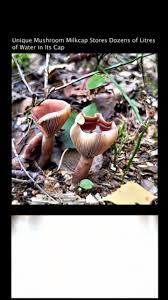 Attēlu rezultāti vaicājumam “Hemitrichia decipiens var. hemitrichoides spores”