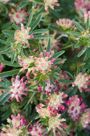 Image result for Anthyllis vulneraria rubra
