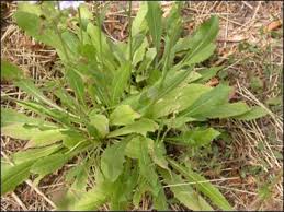 Image result for Cichorium intybus