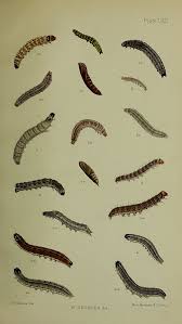 Attēlu rezultāti vaicājumam “Amphipoea”