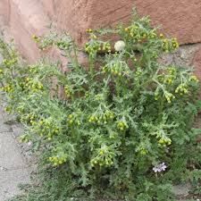 Attēlu rezultāti vaicājumam “Senecio vulgaris leaf”
