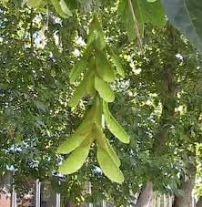 Attēlu rezultāti vaicājumam “Acer negundo fruit”