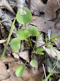 Attēlu rezultāti vaicājumam “Ranunculus auricomus leaf”