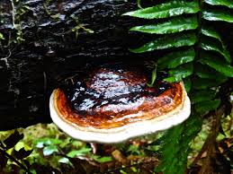 Attēlu rezultāti vaicājumam “Polypores”