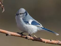 Attēlu rezultāti vaicājumam “Cyanistes caeruleus adult”