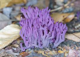 Attēlu rezultāti vaicājumam “Clavulina amethystina”