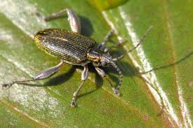 Attēlu rezultāti vaicājumam “Donacia clavipes”