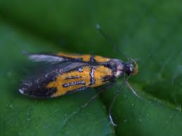 Attēlu rezultāti vaicājumam “Agonopterix alstromeriana”