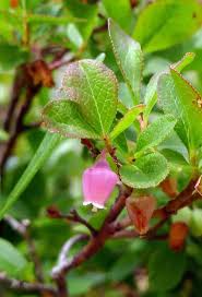 Attēlu rezultāti vaicājumam “Vaccinium uliginosum flower”