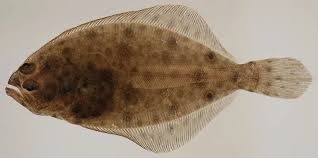 Image result for Paralichthys lethostigma