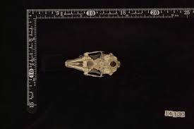 Attēlu rezultāti vaicājumam “Lepus sp.”