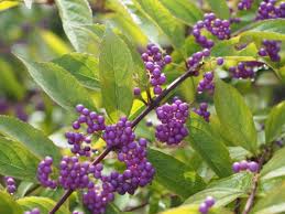 「烏頭みこと」の画像検索結果