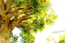 貝谷diamond에 대한 이미지 검색결과