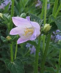 Image result for Campanula trachelium