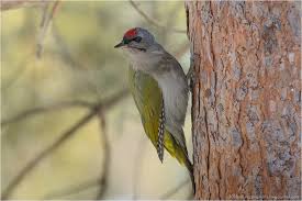 Attēlu rezultāti vaicājumam “Picus canus”