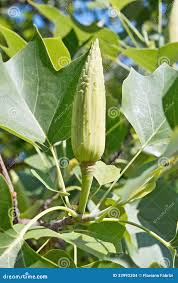 Attēlu rezultāti vaicājumam “Liriodendron tulipifera fruit”