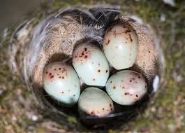 Attēlu rezultāti vaicājumam “Erithacus rubecula eggs”