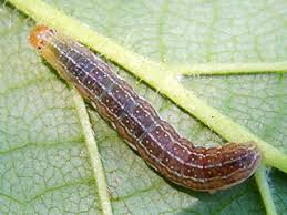 Attēlu rezultāti vaicājumam “Agrochola helvola”