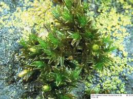 Attēlu rezultāti vaicājumam “Orthotrichum cupulatum var. riparium”