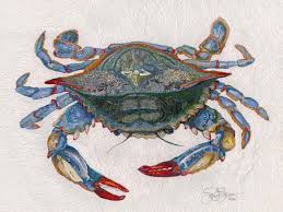 Image result for Callinectes sapidus