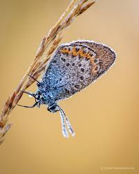 Attēlu rezultāti vaicājumam “Plebejus argus”