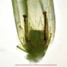 Attēlu rezultāti vaicājumam “Orthotrichum anomalum”