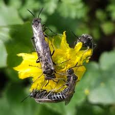 Attēlu rezultāti vaicājumam “Euura acutifoliae”