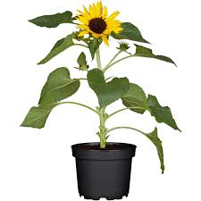 Image result for Sonnenblume