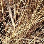 Attēlu rezultāti vaicājumam “Glyceria fluitans fruit”