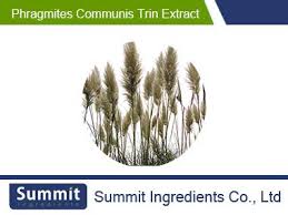 Attēlu rezultāti vaicājumam “Phragmites communis fruit”