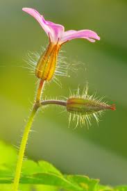 Attēlu rezultāti vaicājumam “Geranium robertianum fruit”