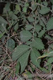 Attēlu rezultāti vaicājumam “Agrimonia pilosa leaf”