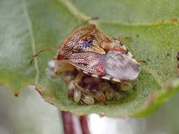 Attēlu rezultāti vaicājumam “Elasmucha grisea imago”