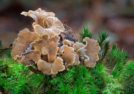 Attēlu rezultāti vaicājumam “Pseudocraterellus”