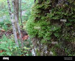 Attēlu rezultāti vaicājumam “Neckera pennata”