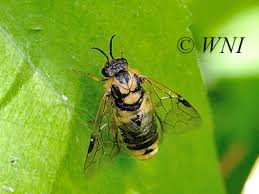 Attēlu rezultāti vaicājumam “Diprionidae”