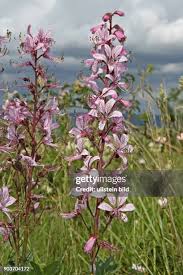 Image result for Diptam