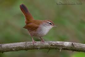 Image result for Cettia cetti