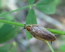 Attēlu rezultāti vaicājumam “Ectobius sylvestris male”