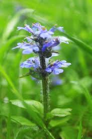 Attēlu rezultāti vaicājumam “Ajuga genevensis flower”