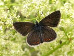 Attēlu rezultāti vaicājumam “Aricia artaxerxes  female”