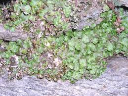 Attēlu rezultāti vaicājumam “Preissia quadrata”