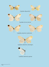 Attēlu rezultāti vaicājumam “Leptidea sinapis underside”