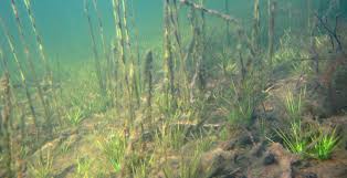 Attēlu rezultāti vaicājumam “Isoetes lacustris”