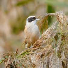 Image result for Remiz pendulinus